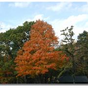 Orangeleaves